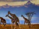One-Way Car Rentals Across Kenya & East Africa