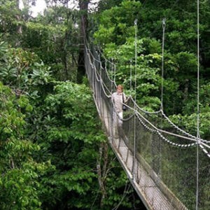 nyungwe-forest-safaris in Rwanda