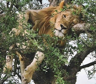 Plan a self-drive safari to Queen Elizabeth National Park, Uganda. Discover 95+ mammals, 600+ birds & the famous Ishasha lions. Book your 4x4 today.
