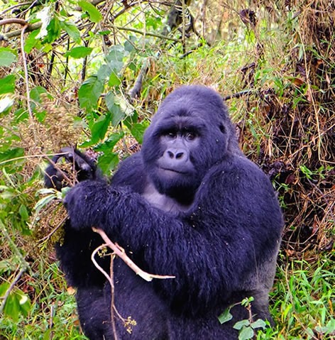tracking mountain gorillas in Volcanoes National Park