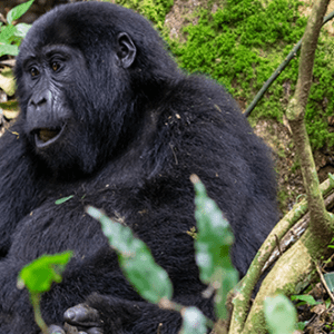 4 days mountain gorillas bwindi impenetrable forest uganda