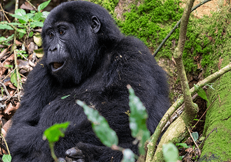 4 days mountain gorillas bwindi impenetrable forest uganda