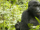 Gorilla treks depart early. Most national park authorities require trekkers to arrive at the ranger station for a briefing by 7:30 or 8:00 am, which means leaving your accommodation in darkness. With a self-drive vehicle, you set your own schedule.