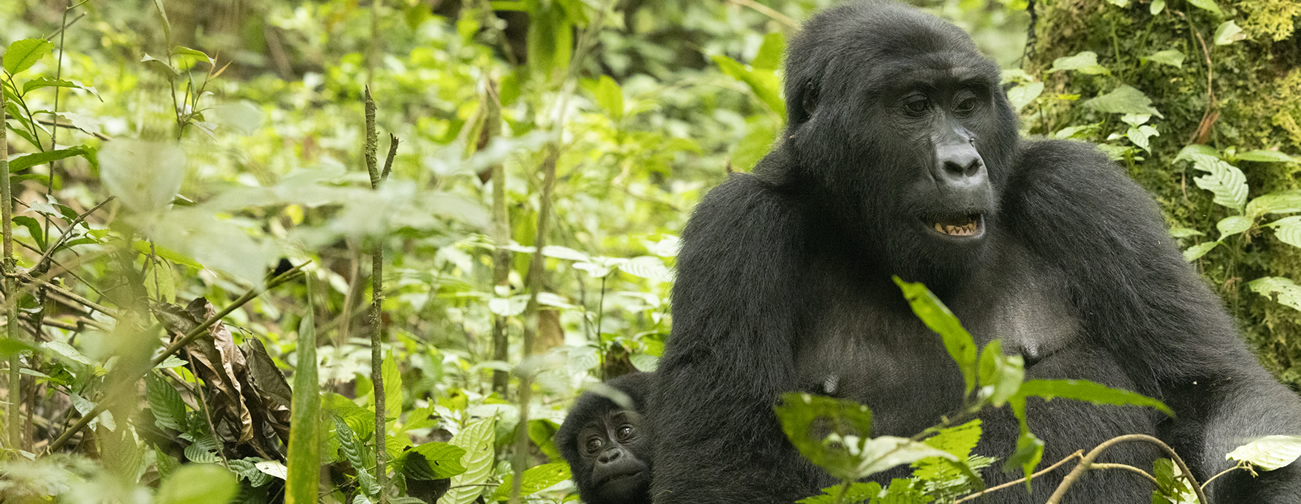 Gorilla treks depart early. Most national park authorities require trekkers to arrive at the ranger station for a briefing by 7:30 or 8:00 am, which means leaving your accommodation in darkness. With a self-drive vehicle, you set your own schedule.