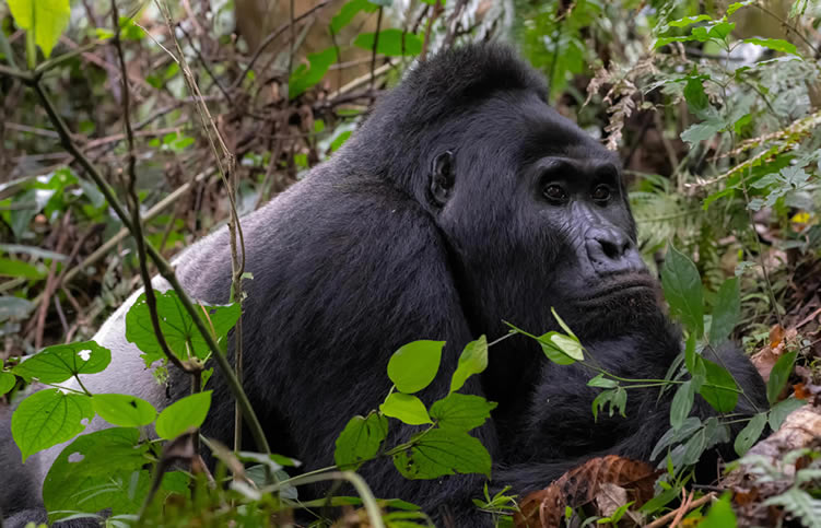 Book your 2026 gorilla trekking permit for Volcanoes NP, Bwindi, or Mgahinga. Full price breakdown, booking tips & best time to visit.