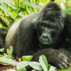 Gorilla Trekking Safaris Rwanda and Uganda