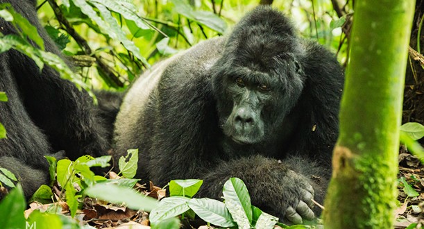 Gorilla Trekking Safaris Rwanda and Uganda