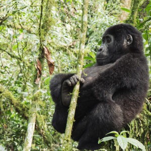 Compare gorilla trekking permits in Rwanda ($1,500), Uganda ($800) & DRC ($400). Learn how to book, when to go, and what's included. 2026 guide