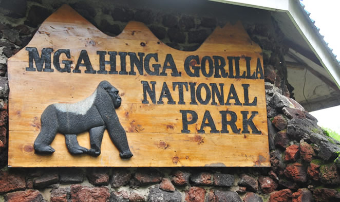 Track gorillas in Mgahinga from Rwanda on a self-drive safari. Cheaper Uganda permits, Cyanika border guide, and 4x4 hire from Kigali.