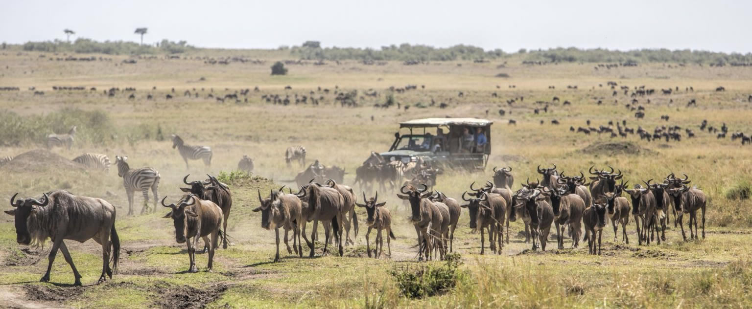 Self-drive Rwanda & Uganda in a rooftop tent 4×4 — Land Cruiser, Prado, or Hilux, fully kitted for camping safaris. See 2026 pricing and book today.