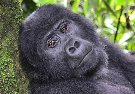 gorilla adventure trips Rwanda and Uganda