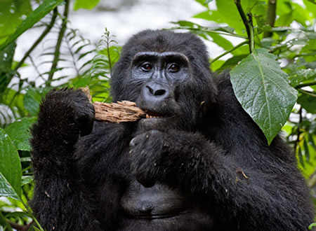 Trek mountain gorillas in Volcanoes NP, Rwanda, and Bwindi, Uganda. Self-drive or guided tours, custom itineraries, and trusted local operators. Get a quote