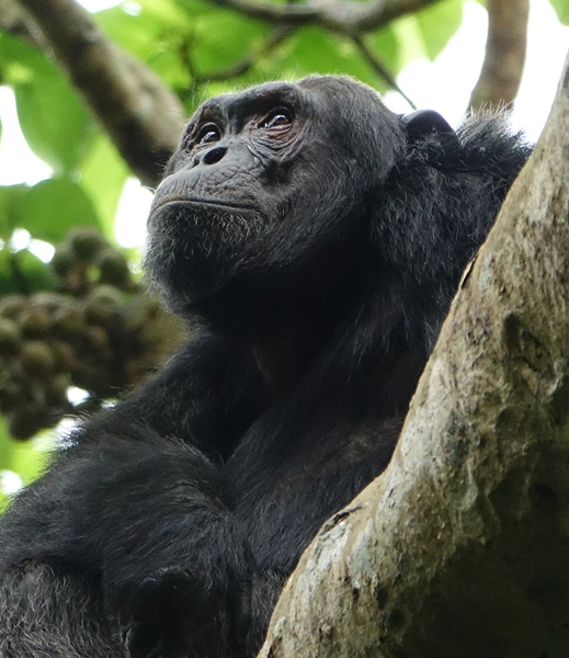 Embark on an unforgettable wildlife adventure with our carefully curated safari tours. Choose from East Africa's premier destinations, each offering unique opportunities to encounter iconic wildlife in their natural habitats.