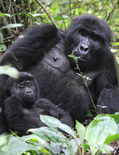 Gorilla trekking guide for Rwanda & Uganda: Volcanoes National Park, Bwindi's four sectors, Mgahinga, 2026 permit costs, and seasonal advice