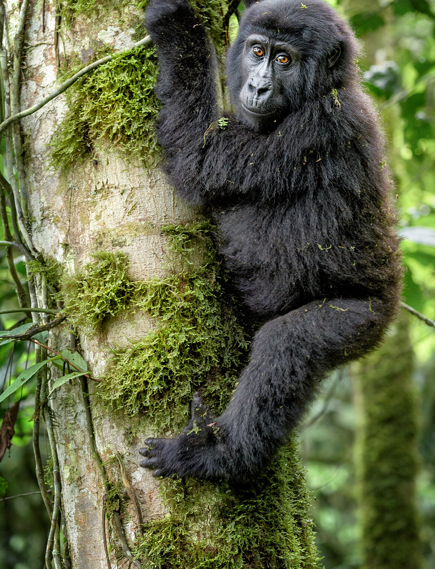 Trek Bwindi's mountain gorillas in a single day from Kigali. 4×4 transport, permit, ranger fees and meals included. From $1,210pp. Book your 2026 trek today