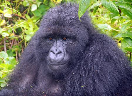 Gorilla Trekking Meets Safari Adventure — Rwanda & Uganda. Experience the best of East Africa's premier destinations, where extraordinary wildlife encounters await in their natural habitats