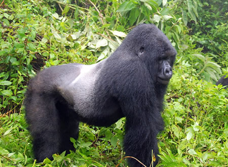 Gorilla safaris across Rwanda & Uganda: Volcanoes NP, Bwindi Impenetrable Forest. Custom self-drive or guided tours for every budget. Request a quote