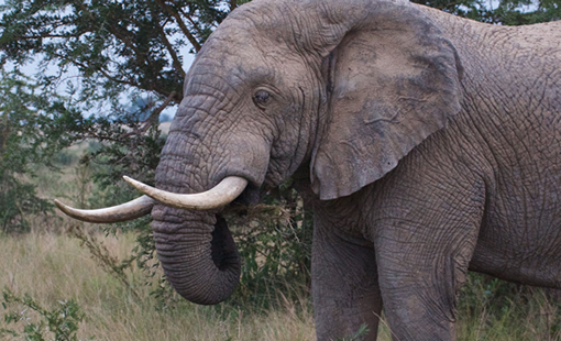 3 Days Rwanda Gorilla Tour