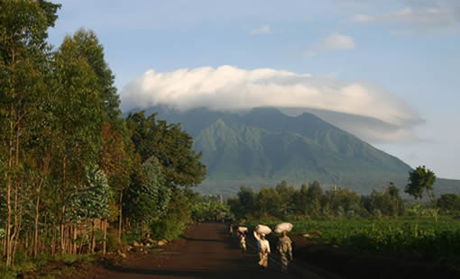 1 Day Rwanda Gorilla Trek