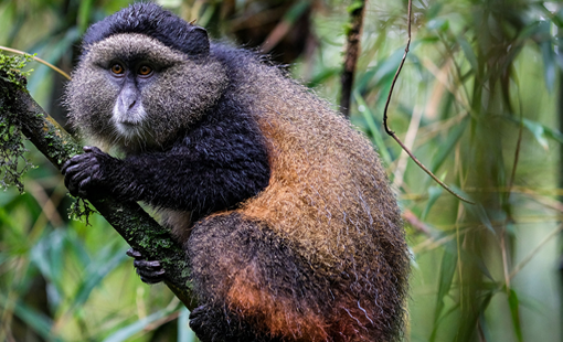 3 Days Rwanda Gorilla Tour
