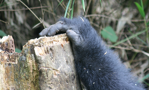4-Day Uganda Safari