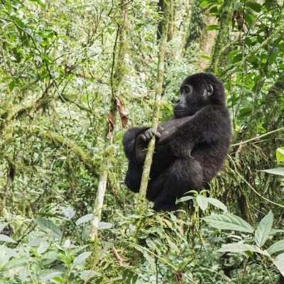 Gorilla Rekking in Bwindi Forest - Uganda