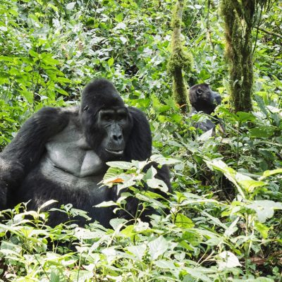 Gorilla Trekking, Gorilla Safaris & Wildlife Safaris in Rwanda: A Complete Guide to Rwanda Safari Holidays.