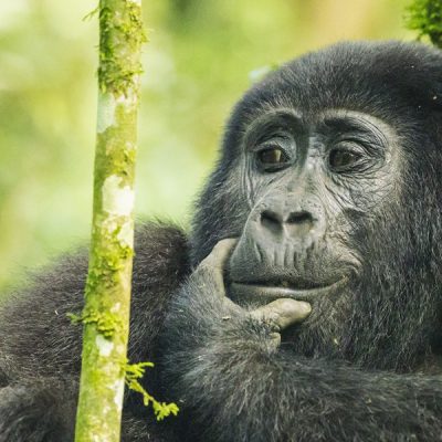 Gorilla_Trek bwindi forest
