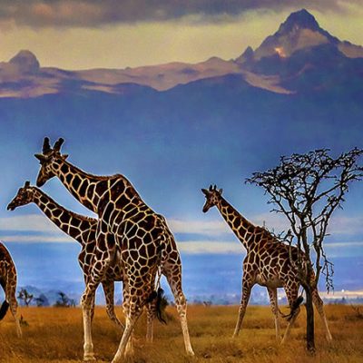 One-Way Car Rentals Across Kenya & East Africa