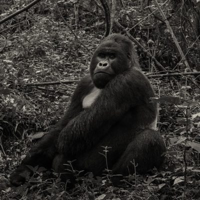 Rwanda holidays, Planning for Every Budget, from Shoestring to Safari Suite